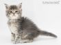 Thea of Maine Coon Castle 5 Woche alt, 564g