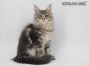 Thor of Maine Coon Castle 13 Wochen alt, 2080g