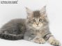 Thor of Maine Coon Castle 8 Wochen alt, 1141g