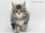 Thor of Maine Coon Castle 7 Wochen alt, 973g