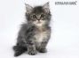 Tim of Maine Coon Castle 10 Wochen alt, 490g