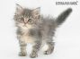 Tim of Maine Coon Castle 8 Wochen alt, 435g