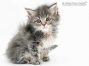 Tim of Maine Coon Castle 7 Wochen alt, 380g