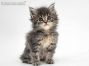 Tim of Maine Coon Castle 6 Wochen alt, 319g