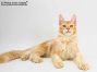 Umberto of Maine Coon Castle 4,5 Monate alt, 3380g