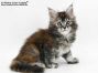 Umbrella of Maine Coon Castle 7 Wochen alt, 905g