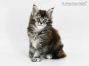 Umbrella of Maine Coon Castle 6 Wochen alt, 794g