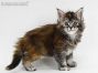 Umbrella of Maine Coon Castle 5 Wochen alt, 669g