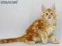 Uros of Maine Coon Castle 10 Wochen alt, 1160g