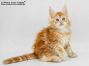 Uros of Maine Coon Castle 8 Wochen alt, 1015g