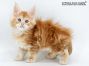 Uros of Maine Coon Castle 7 Wochen alt, 917g