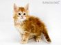 Uros of Maine Coon Castle 6 Wochen alt, 769g