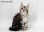 Uta of Maine Coon Castle 13 Wochen alt, 1695g