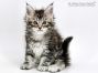 Uta of Maine Coon Castle 6 Wochen alt, 750g