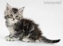 Uta of Maine Coon Castle 5 Wochen alt, 648g