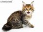 Wera of Maine Coon Castle 10 Wochen alt, 1230g