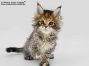 Wera of Maine Coon Castle 7 Wochen alt, 720g