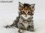 Wera of Maine Coon Castle 5 Wochen alt, 612g