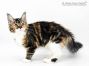 Wilma of Maine Coon Castle 4,5 Monate alt, 3140g