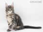 Xana of Maine Coon Castle 11 Wochen alt, 1807g