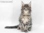 Xana of Maine Coon Castle 8 Wochen alt, 1296g
