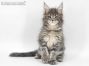 Xana of Maine Coon Castle 8 Wochen alt, 1296g