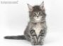 Xana of Maine Coon Castle 6 Wochen alt, 939g