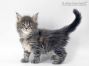 Xana of Maine Coon Castle 5 Wochen alt, 770g