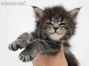 Xana of Maine Coon Castle 4 Wochen alt, 593g