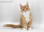 Xantos of Maine Coon Castle 11 Wochen alt, 1989g