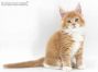 Xantos of Maine Coon Castle 7 Wochen alt, 1148g