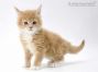 Xantos of Maine Coon Castle 5 Wochen alt, 724g