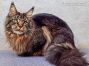 Xio of Maine Coon Castle 1 Jahr alt, 7030g
