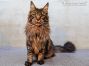 Xio of Maine Coon Castle 1 Jahr alt, 7030g