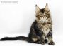 Xio of Maine Coon Castle 11 Wochen alt, 2099g