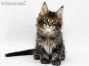 Xio of Maine Coon Castle 8 Wochen alt, 1373g