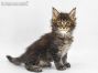 Xio of Maine Coon Castle 6 Wochen alt, 966g