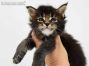 Xio of Maine Coon Castle 4 Wochen alt, 634g