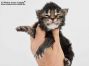 Xio of Maine Coon Castle 1 Woche alt, 265g