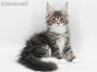 Xira of Maine Coon Castle 11 Wochen alt, 1556g