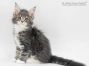 Xira of Maine Coon Castle 8 Wochen alt, 1142g