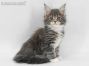 Xira of Maine Coon Castle 7 Wochen alt, 991g