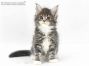 Xira of Maine Coon Castle 6 Wochen alt, 829g