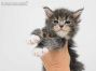 Xira of Maine Coon Castle 4 Wochen alt, 561g