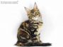 Xola of Maine Coon Castle 11 Wochen alt, 1608g