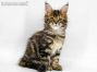 Xola of Maine Coon Castle 8 Wochen alt, 1139g