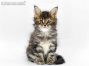 Xola of Maine Coon Castle 6 Wochen alt, 764g