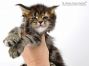 Xola of Maine Coon Castle 5 Wochen alt, 656g