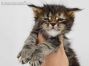 Xola of Maine Coon Castle 4 Wochen alt, 517g