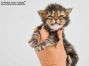 Xola of Maine Coon Castle 2 Wochen alt, 294g